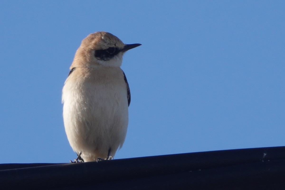 Western Black-eared Wheatear - ML646299635