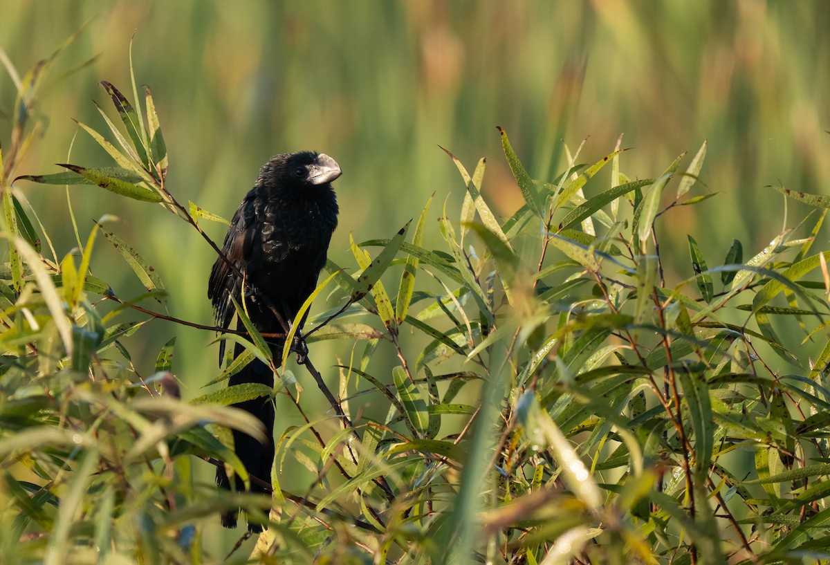 Ані товстодзьобий - ML646299636
