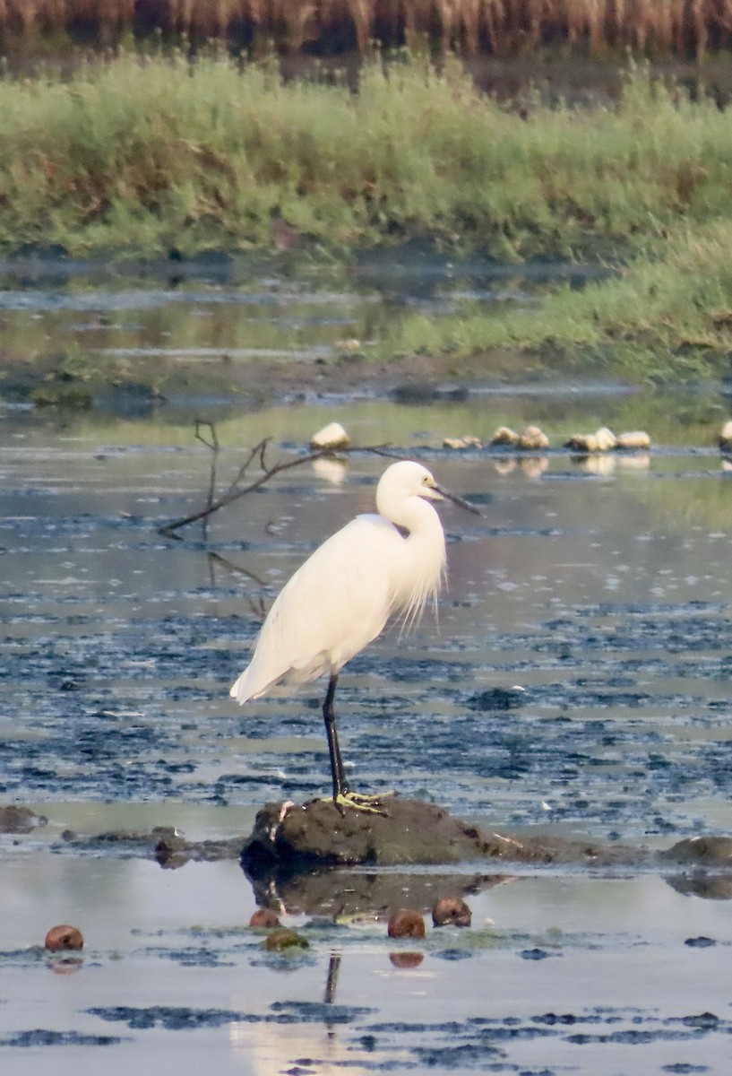 Little Egret - ML646299637