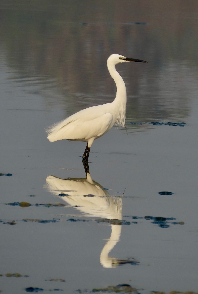 Little Egret - ML646299638