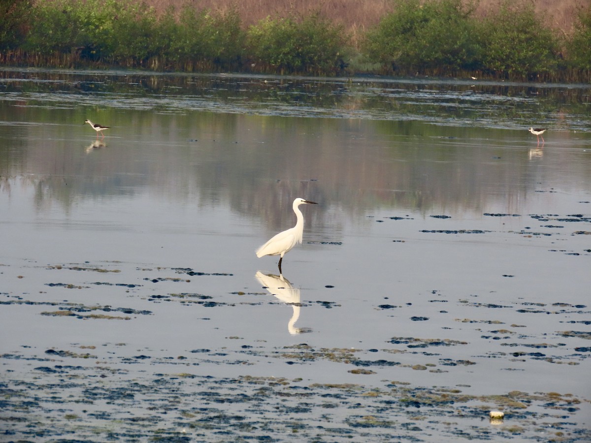 Little Egret - ML646299639