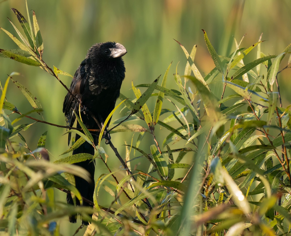 Ані товстодзьобий - ML646299640