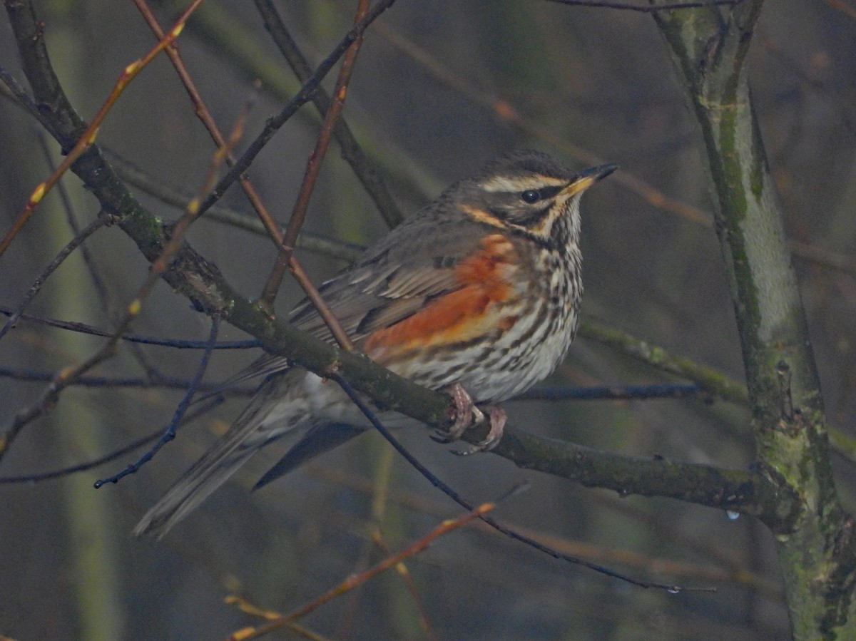 Redwing - ML646299642