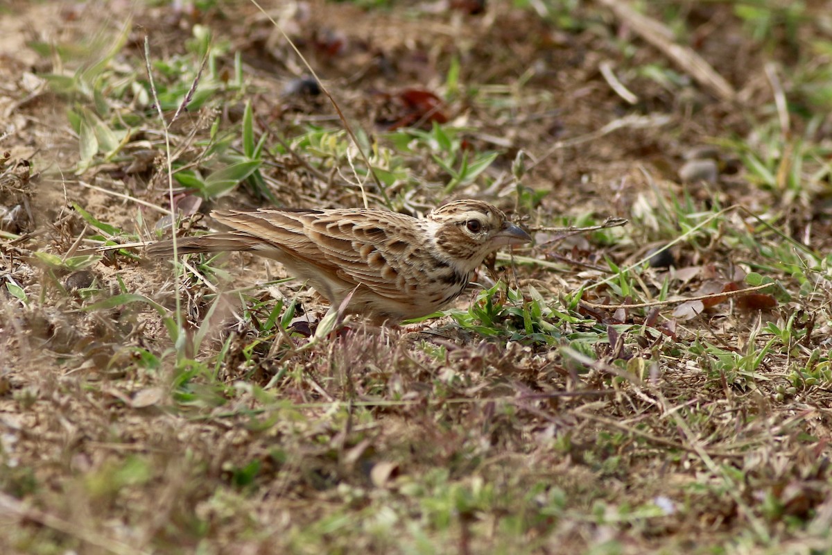 Indian Bushlark - ML646299644