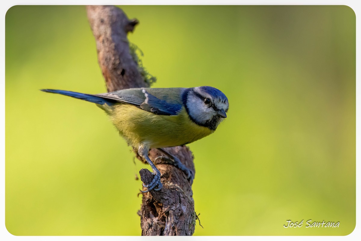 sýkora modřinka - ML646299646