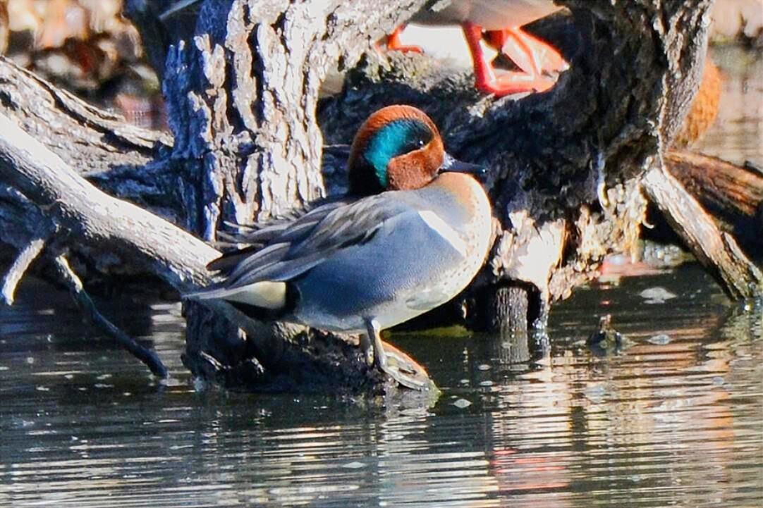Green-winged Teal - ML646299649