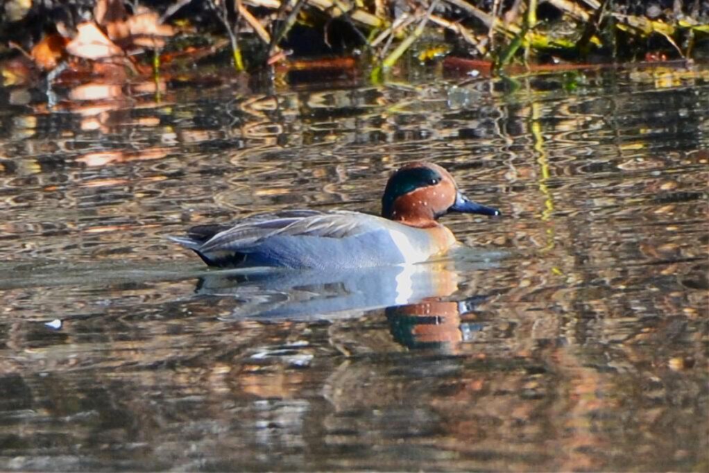 Green-winged Teal - ML646299650