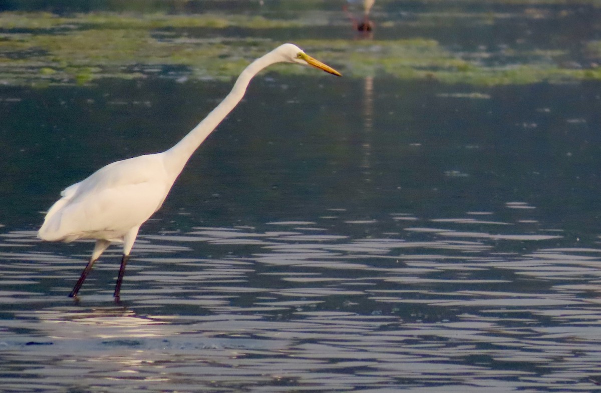 Great Egret - ML646299657
