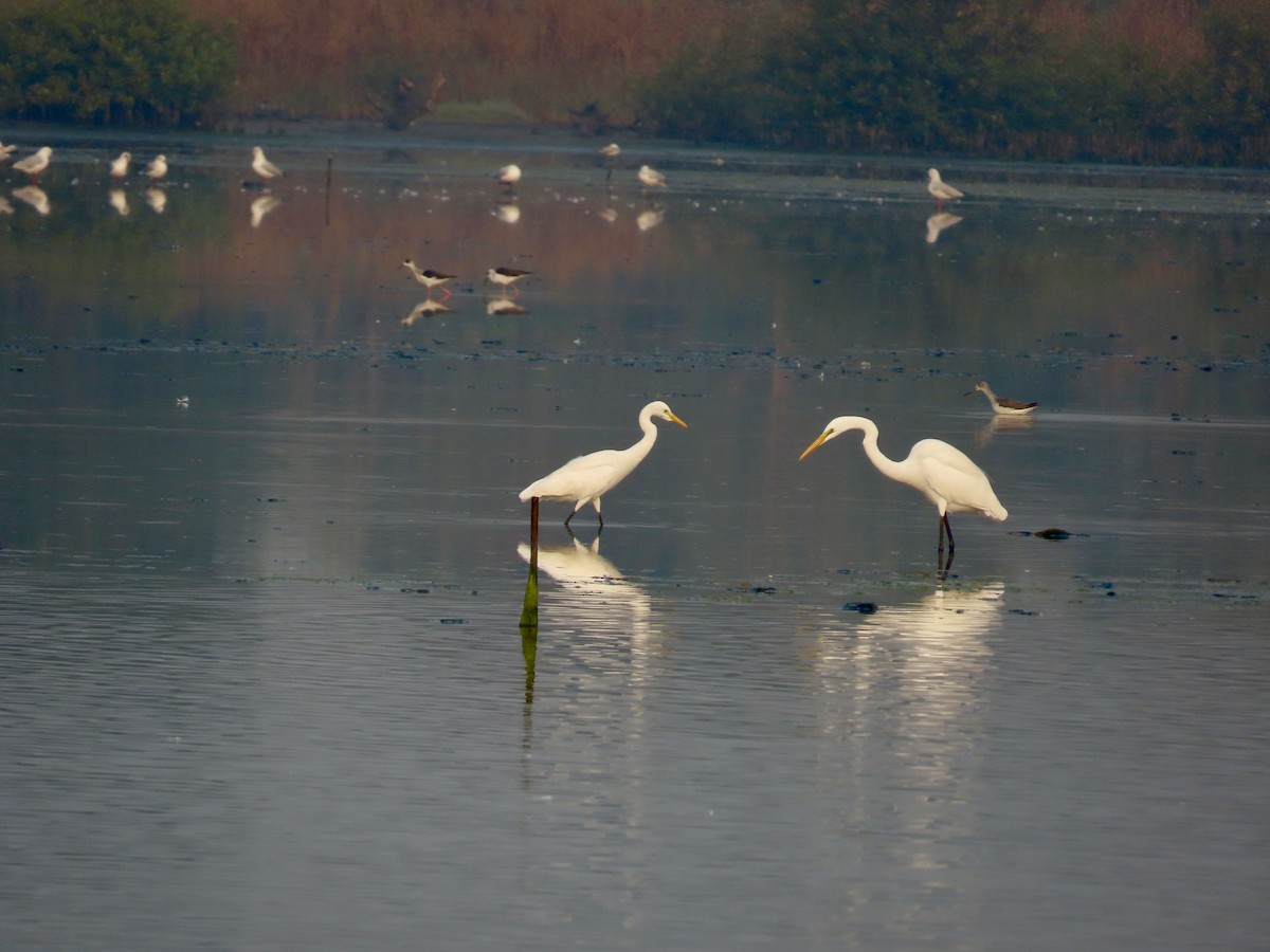Great Egret - ML646299658