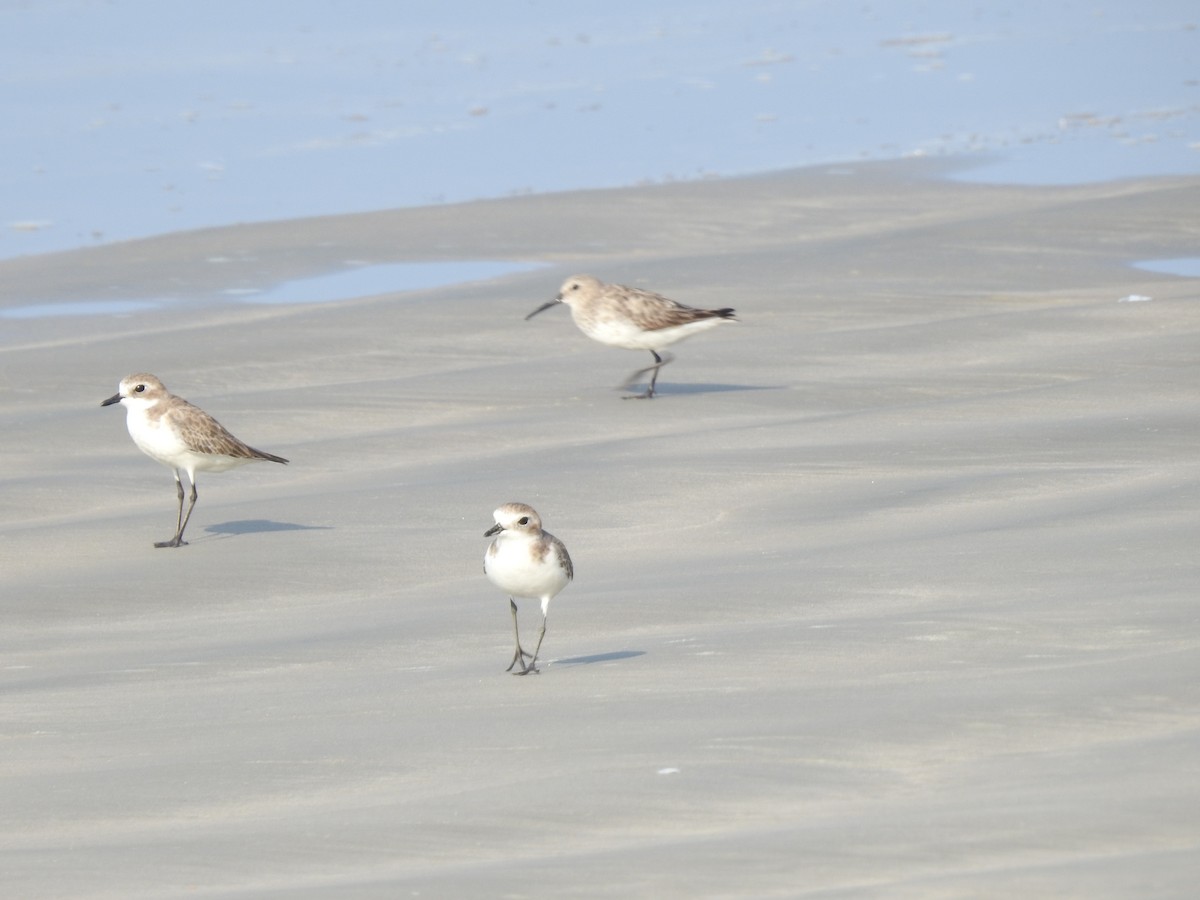 Tibet Cılıbıtı - ML646299661