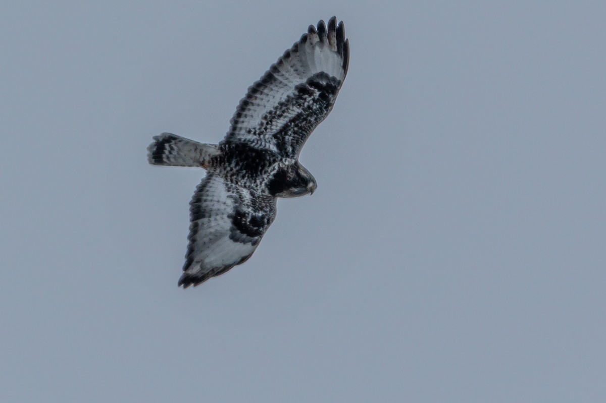 Rough-legged Hawk - ML646299669