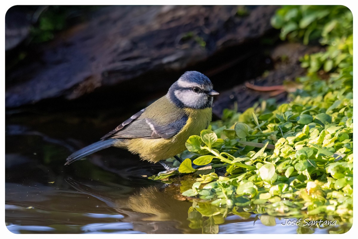 sýkora modřinka - ML646299670
