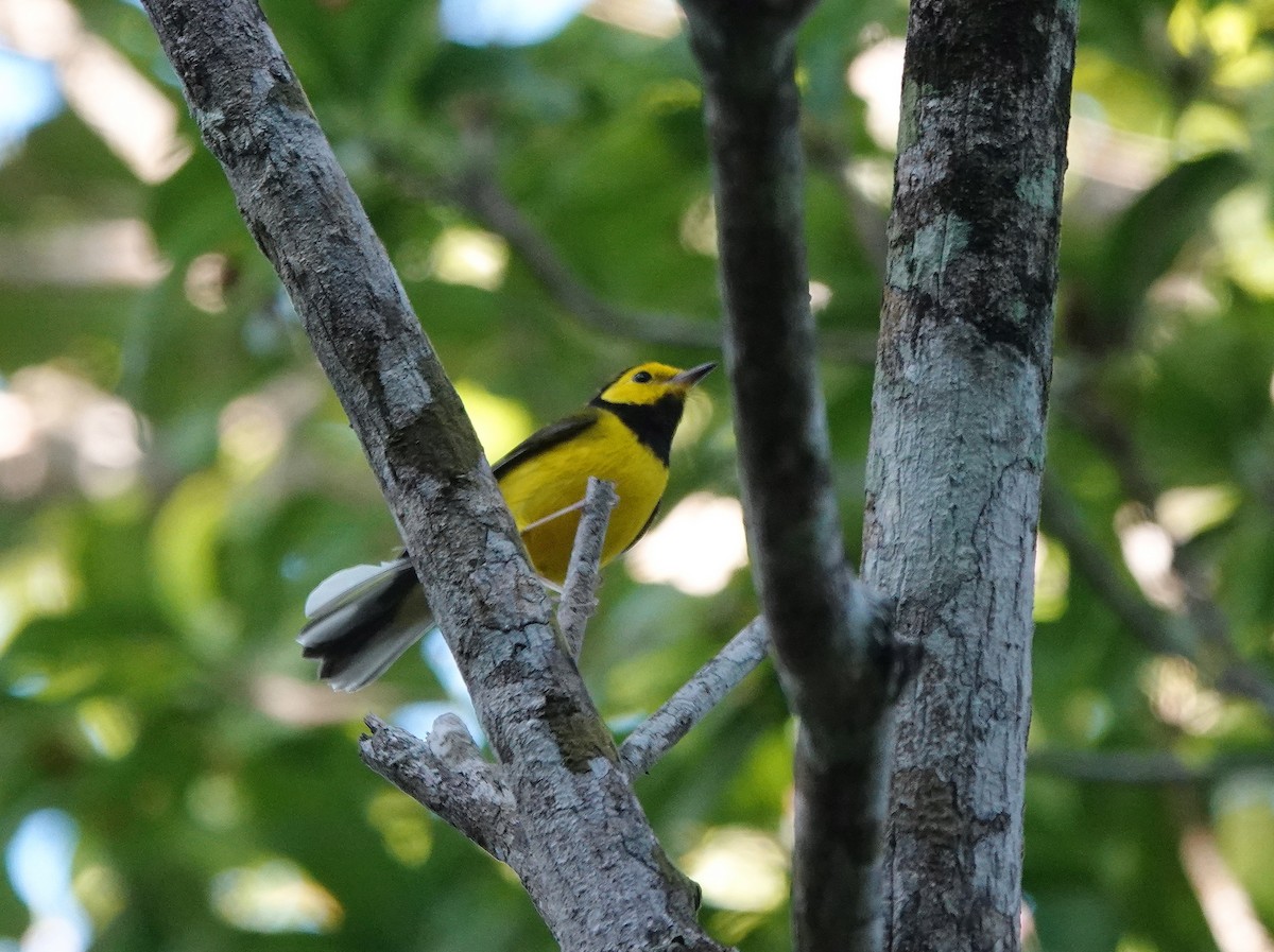 Болотянка чорногорла - ML646299671