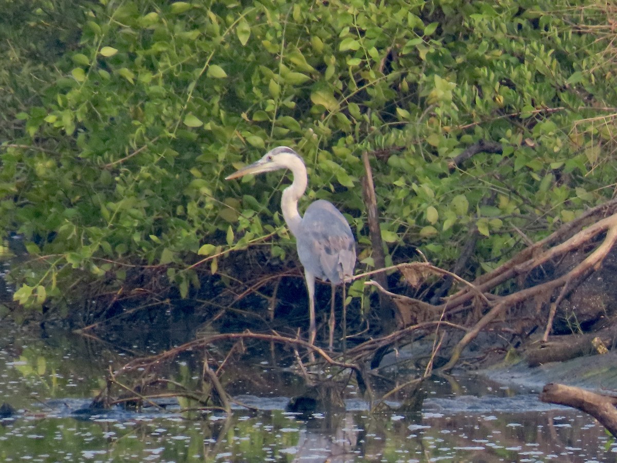 Gray Heron - ML646299672