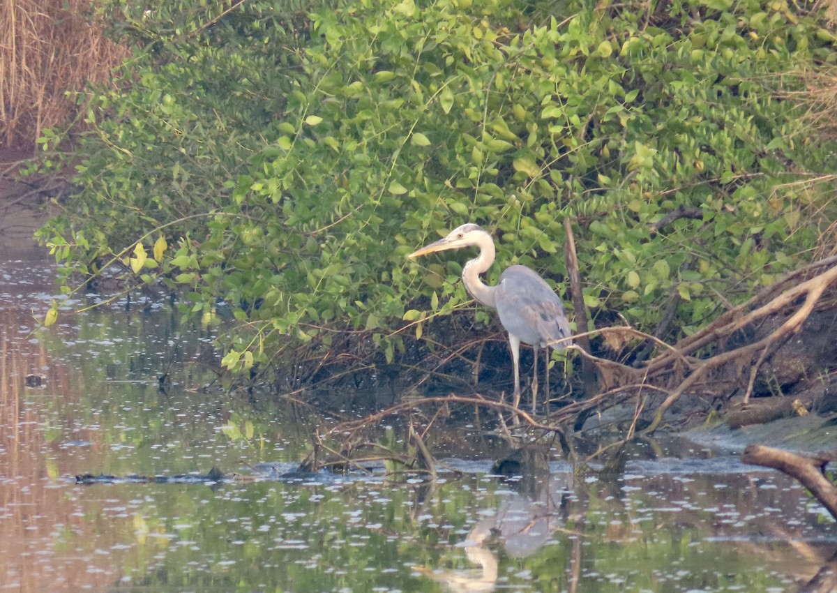 Gray Heron - ML646299673