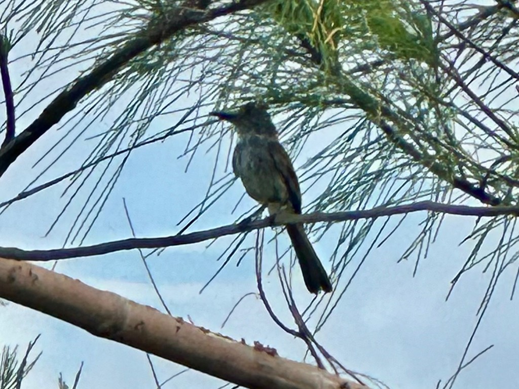 La Sagra's Flycatcher - ML646299674