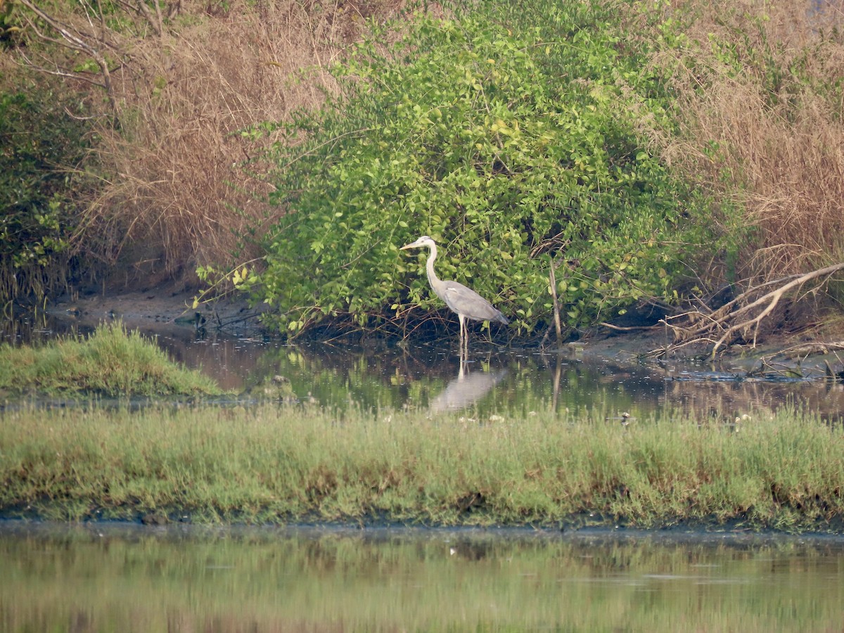 Gray Heron - ML646299675