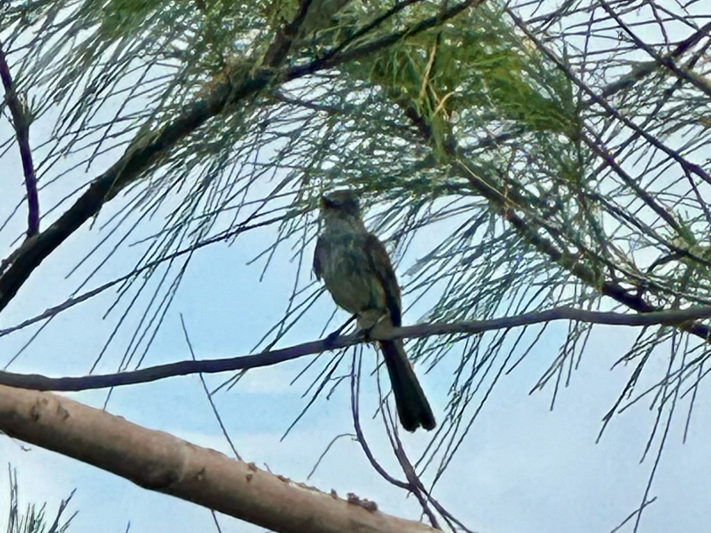La Sagra's Flycatcher - ML646299678