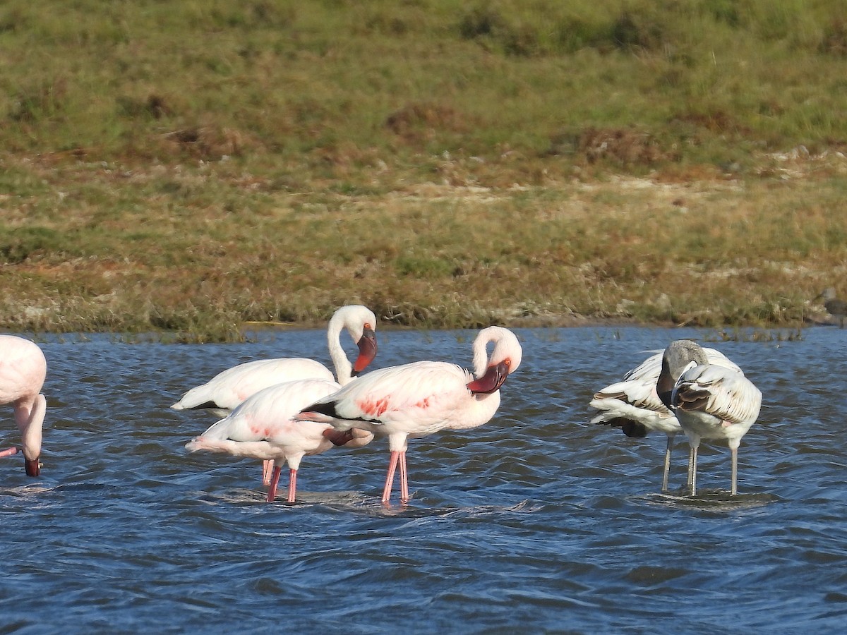 Малый фламинго - ML646299679