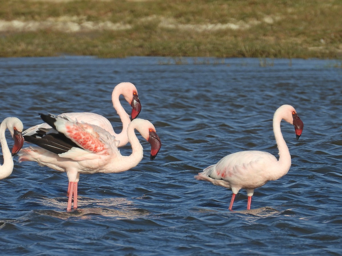 Малый фламинго - ML646299680