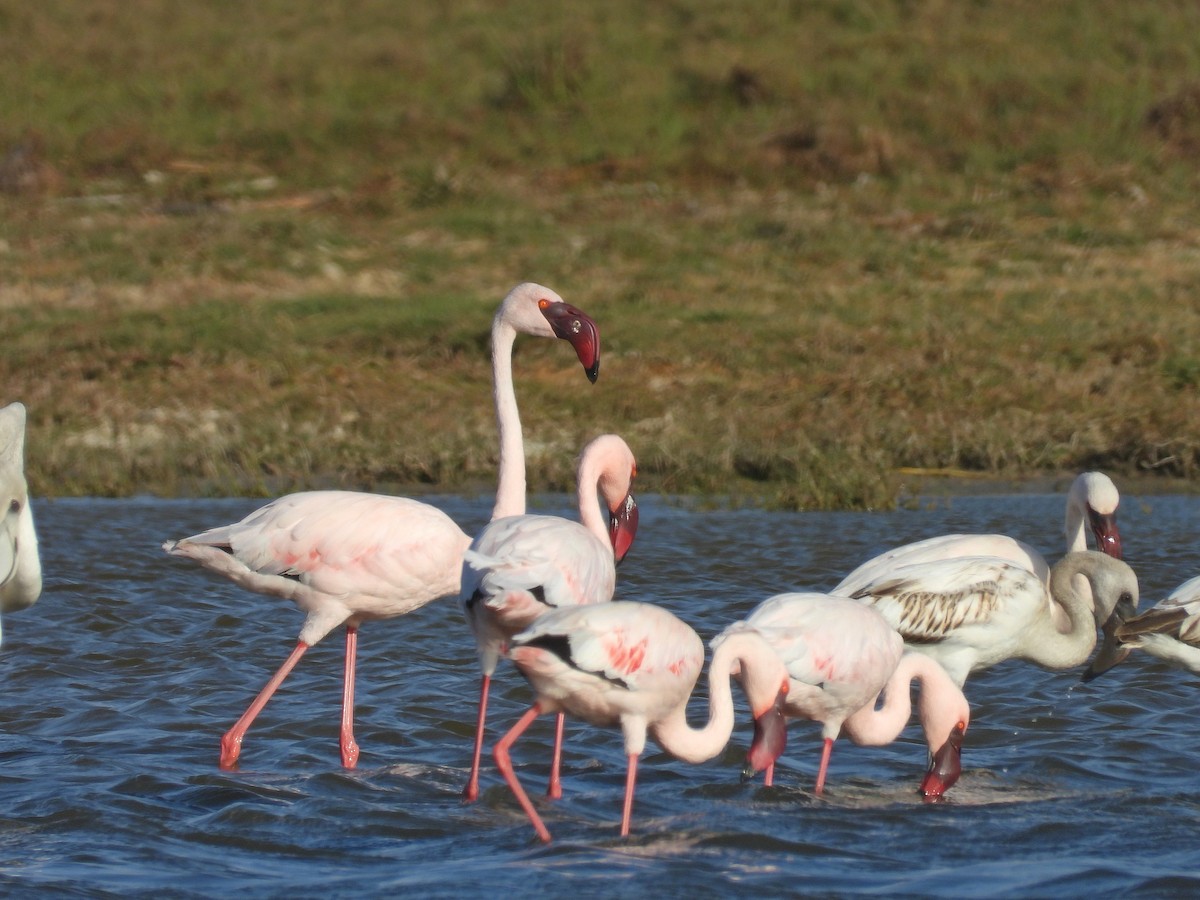 Малый фламинго - ML646299681