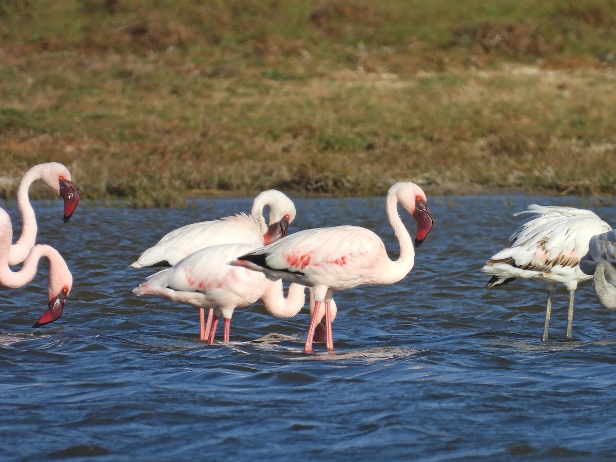 Малый фламинго - ML646299682