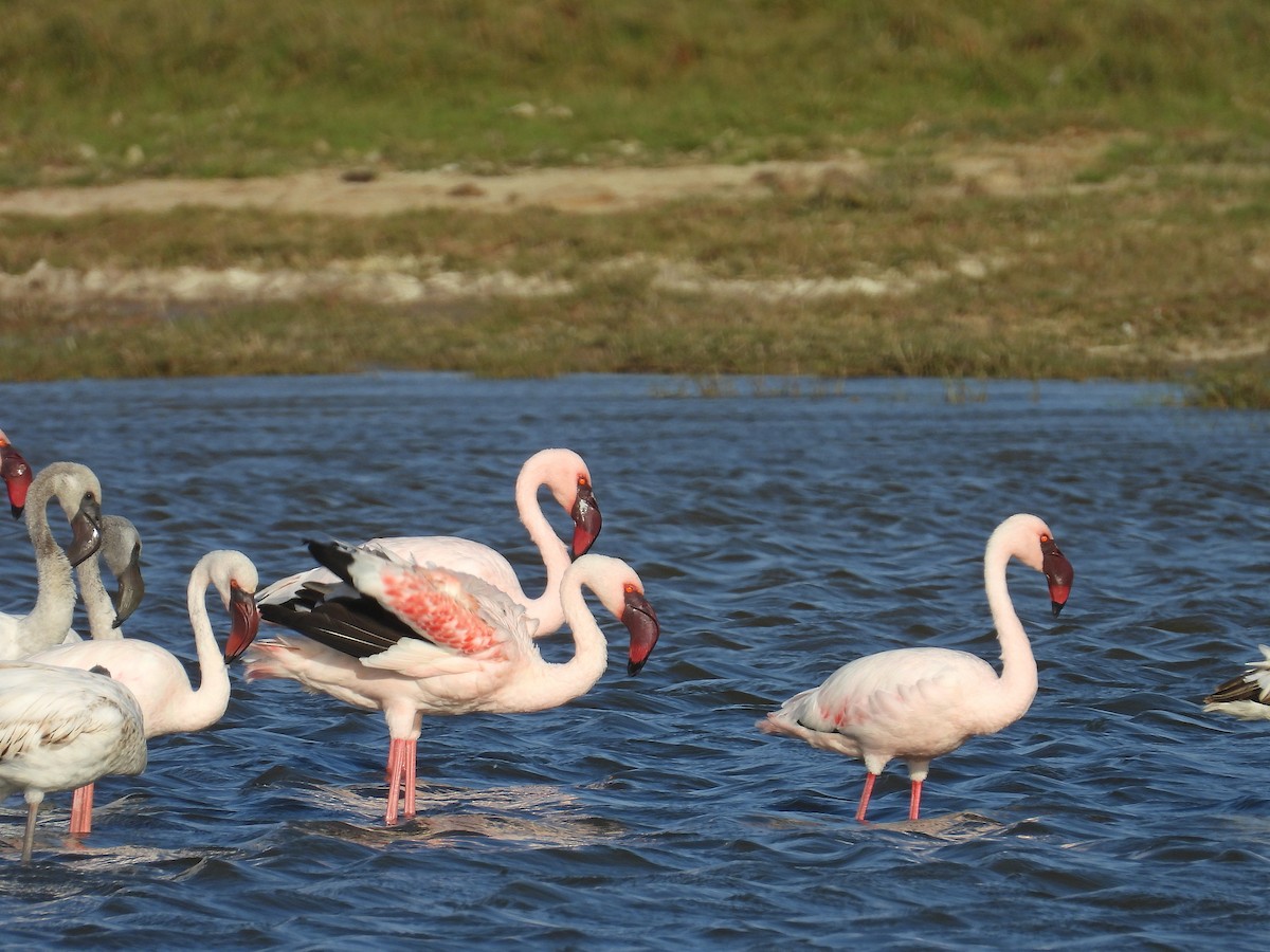 Малый фламинго - ML646299683