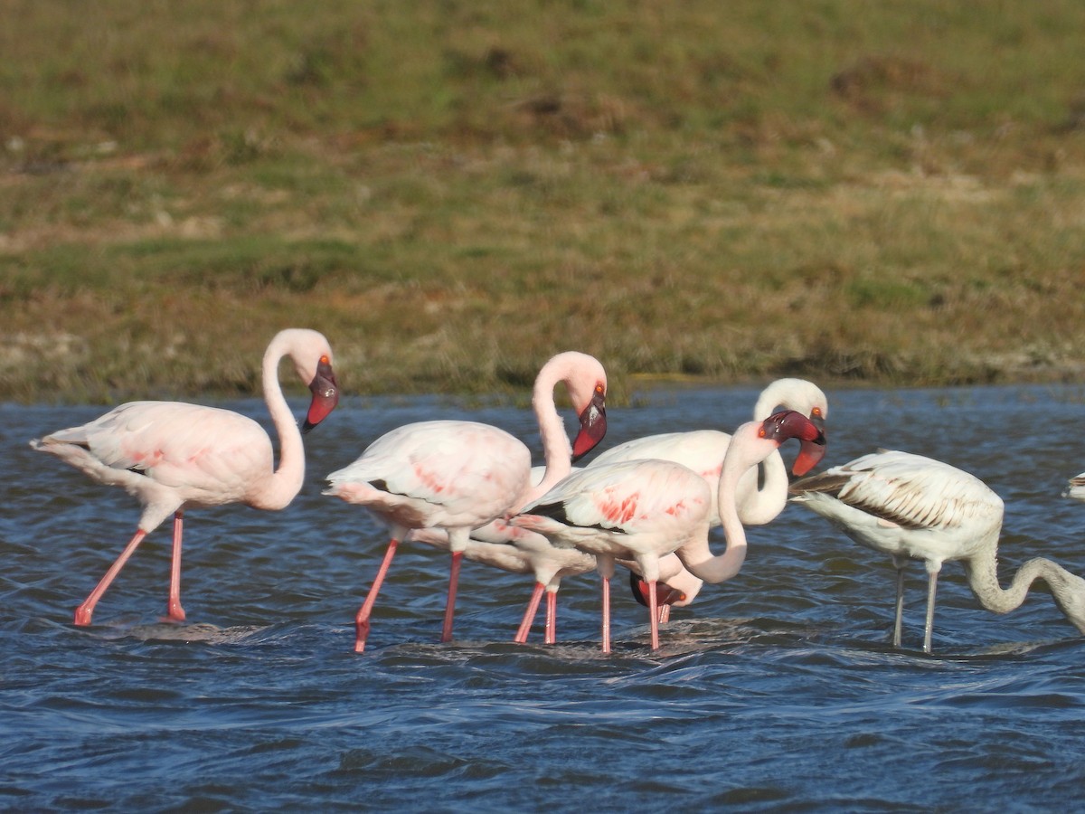 Малый фламинго - ML646299684