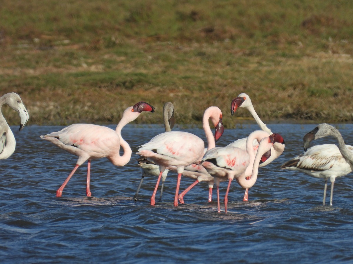 Малый фламинго - ML646299685