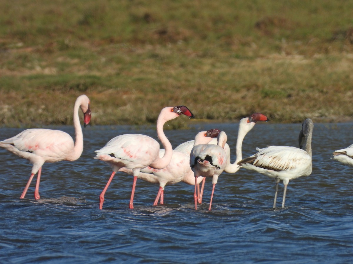 Малый фламинго - ML646299686