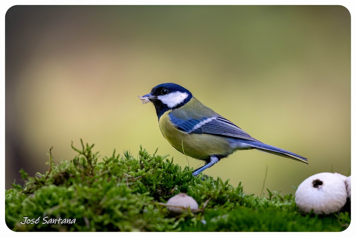 Great Tit - ML646299688