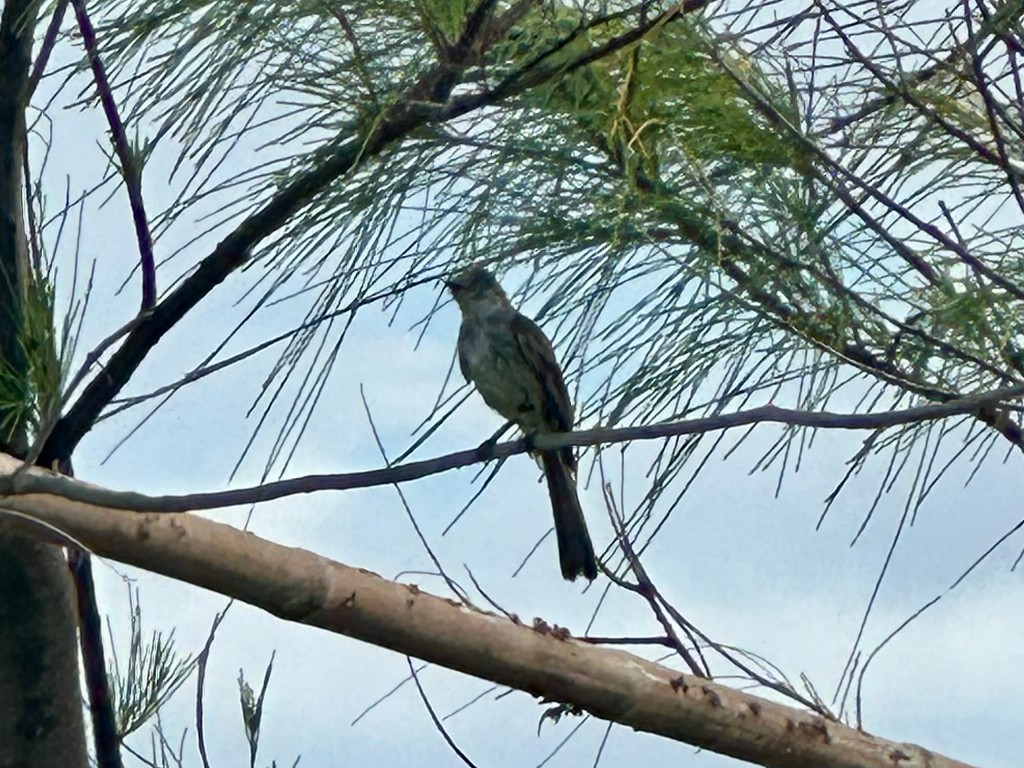 La Sagra's Flycatcher - ML646299689
