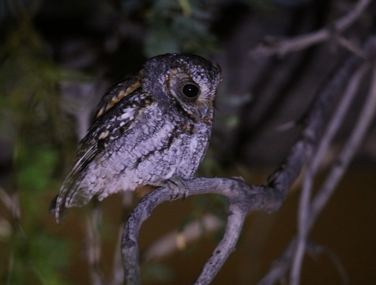 Flammulated Owl - ML646299691