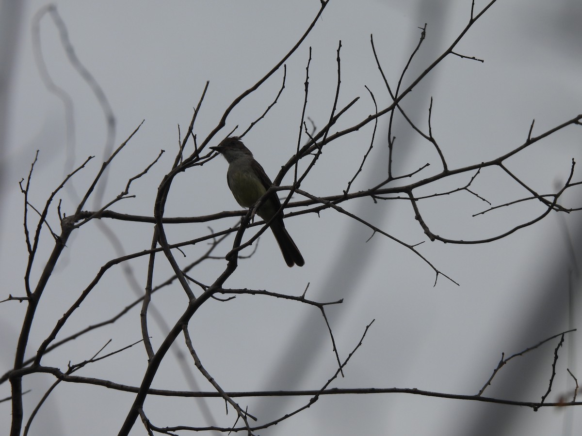 Ash-throated Casiornis - ML646299699