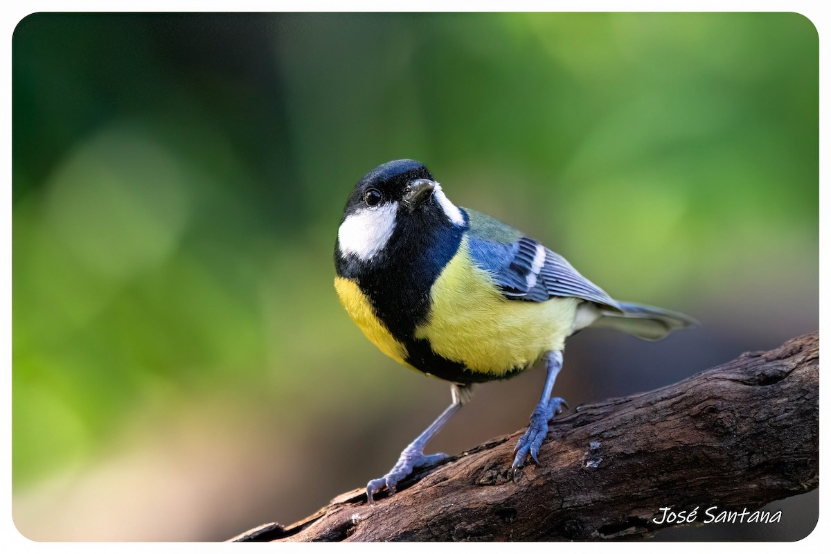 Great Tit - ML646299700