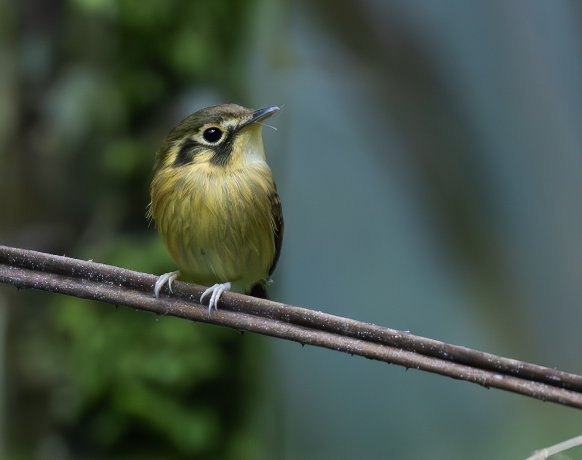 Platyrhynque à moustaches - ML646299703