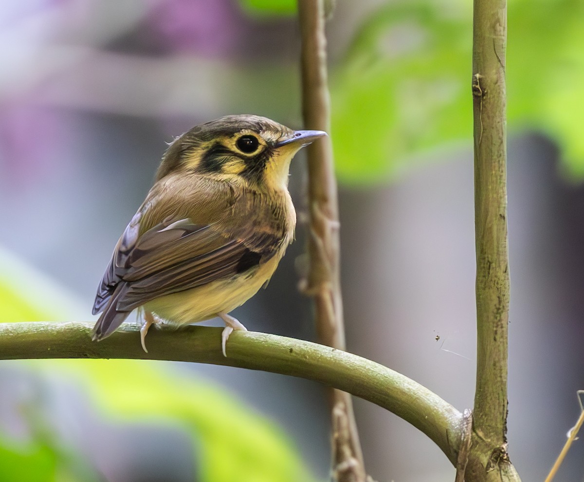 Platyrhynque à moustaches - ML646299704