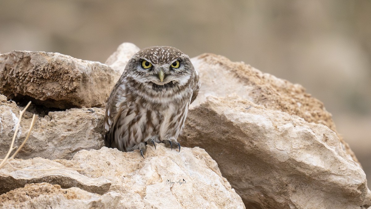 Little Owl - ML646299706