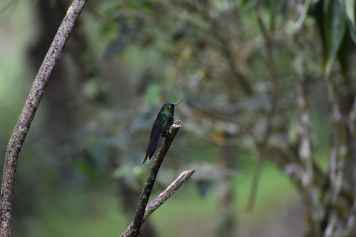 Tourmaline Sunangel - ML646299709