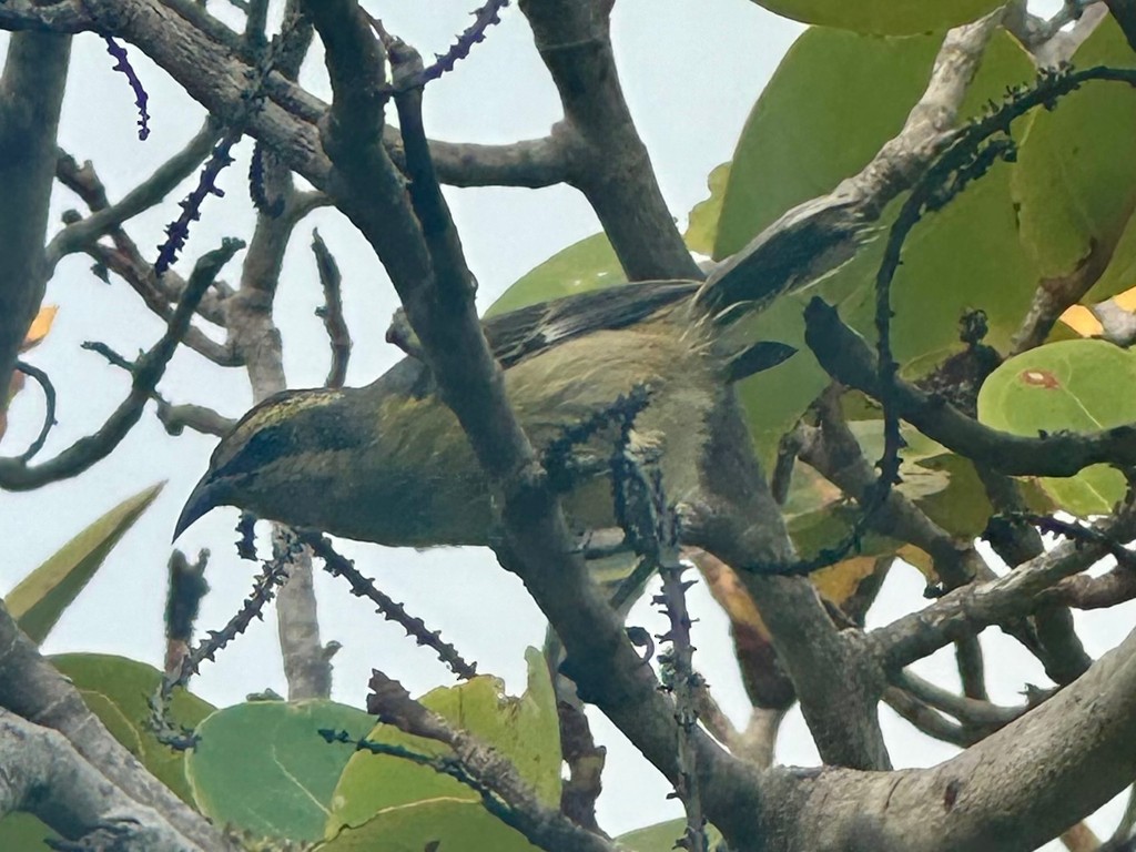 Bananaquit - ML646299710