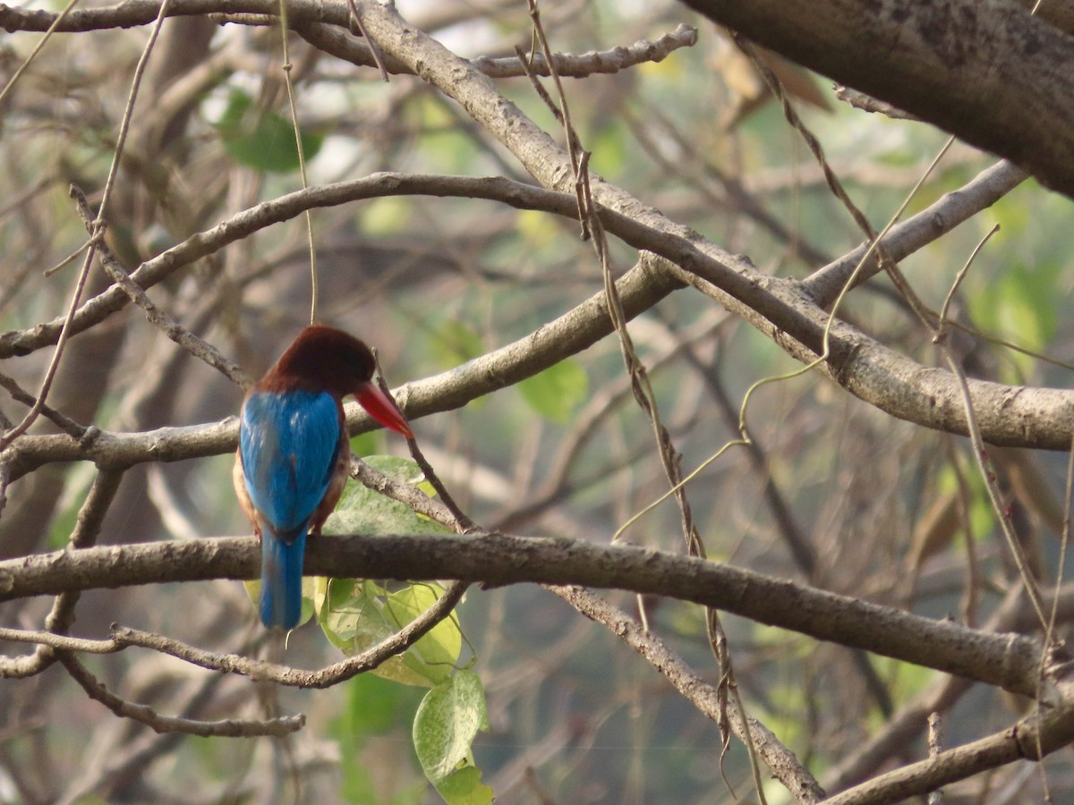 White-throated Kingfisher - ML646299713