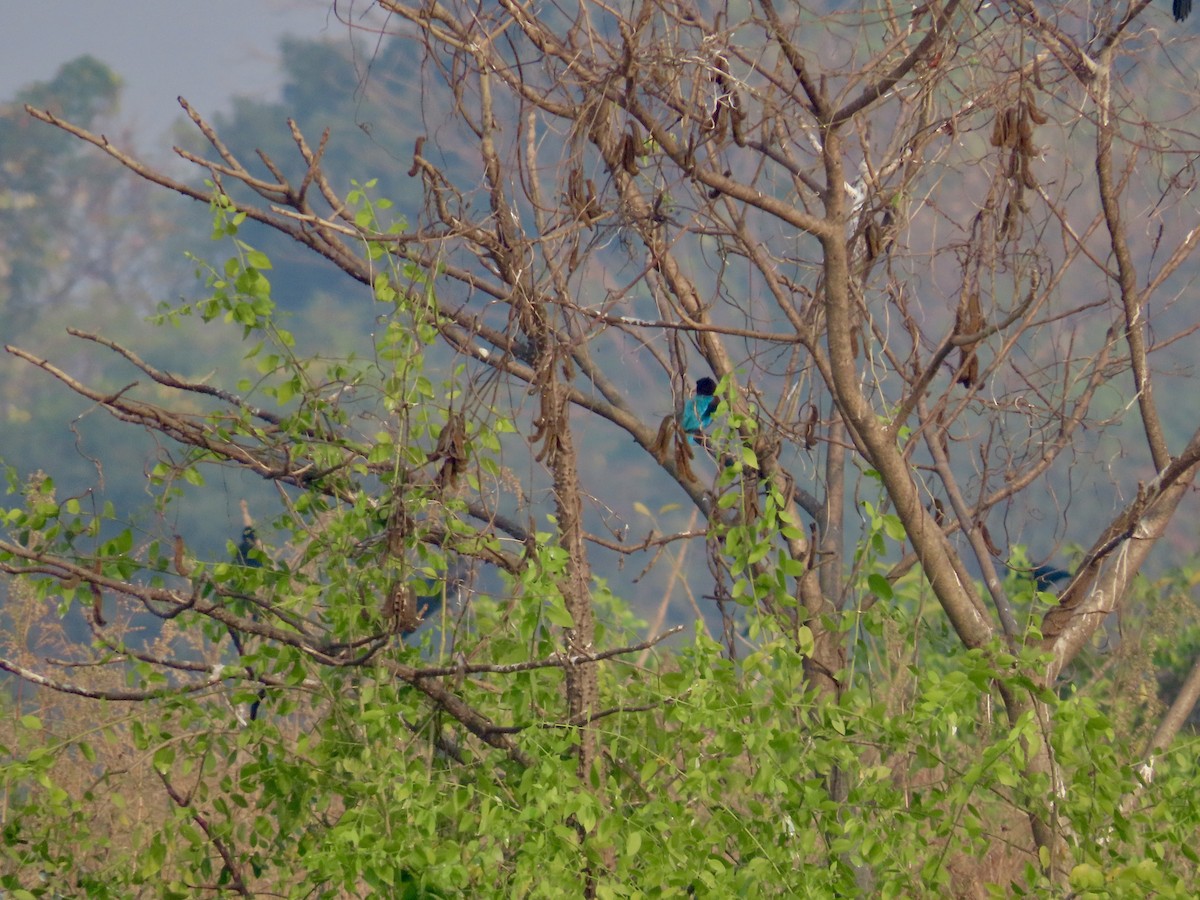 White-throated Kingfisher - ML646299714