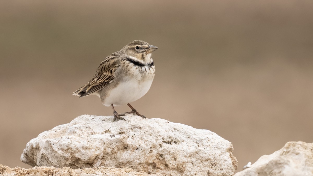 Alouette calandre - ML646299715