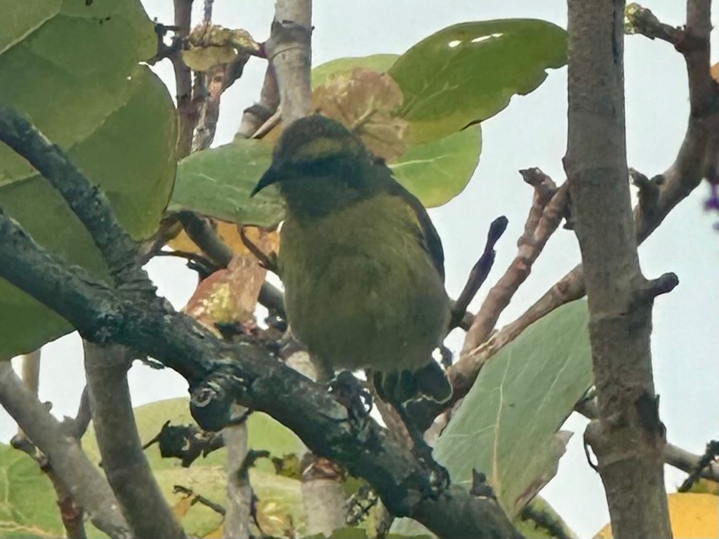 Bananaquit - ML646299716