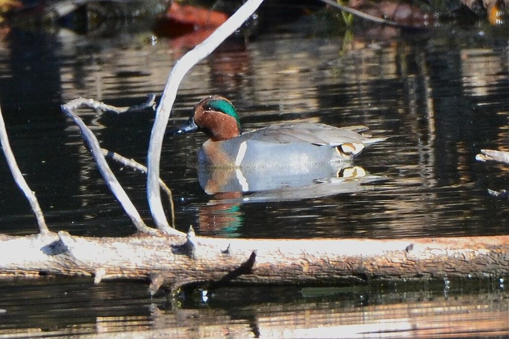 Green-winged Teal - ML646299717