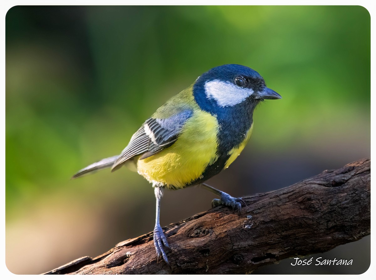 Great Tit - ML646299718