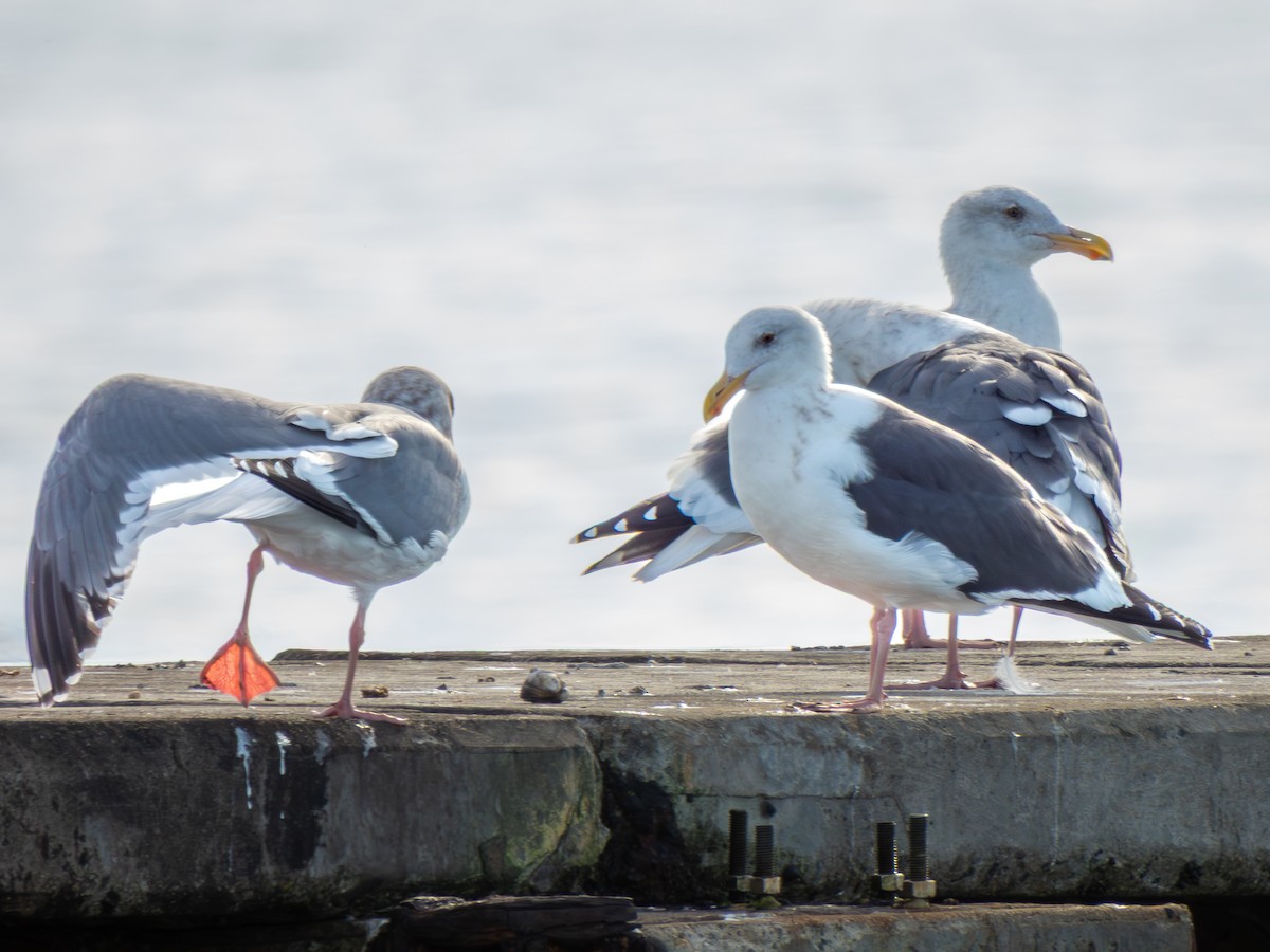 Western Gull - ML646299724