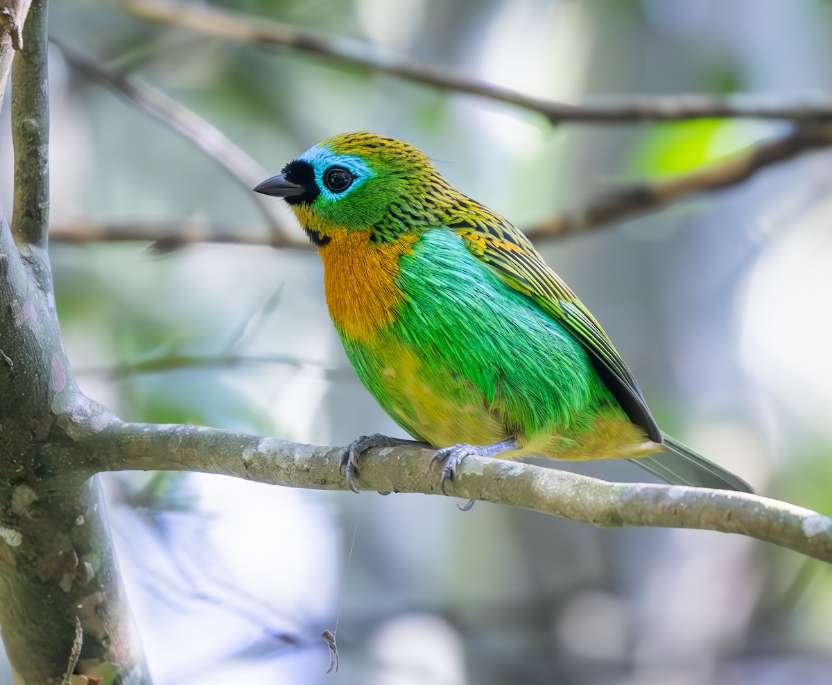 Танагра чорнолоба - ML646299725