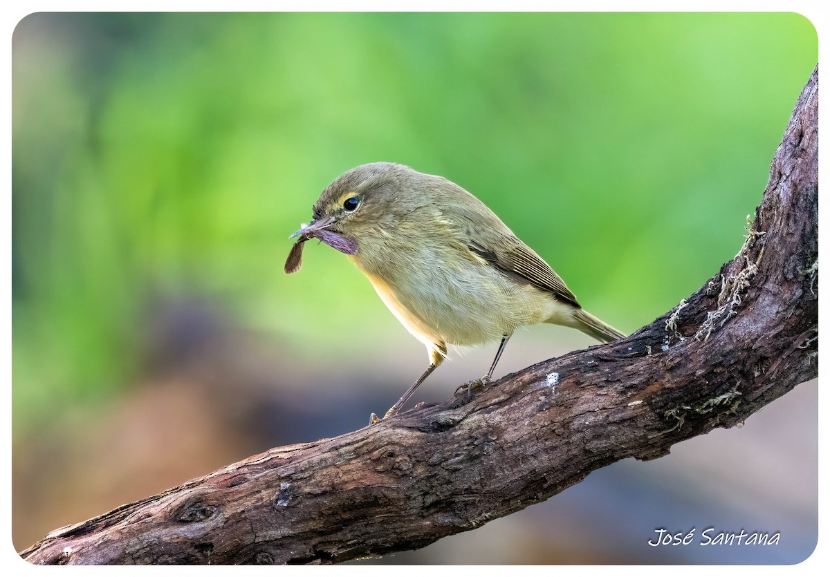 Common Chiffchaff - ML646299726