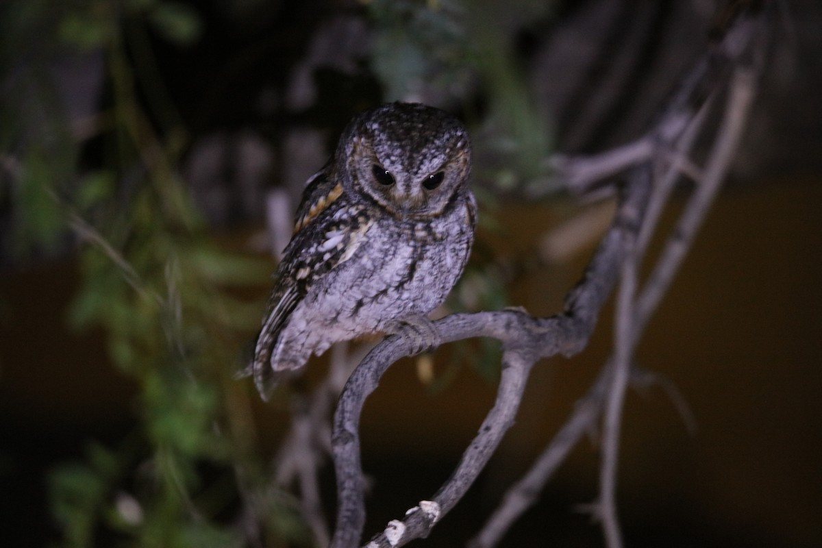 Flammulated Owl - ML646299727